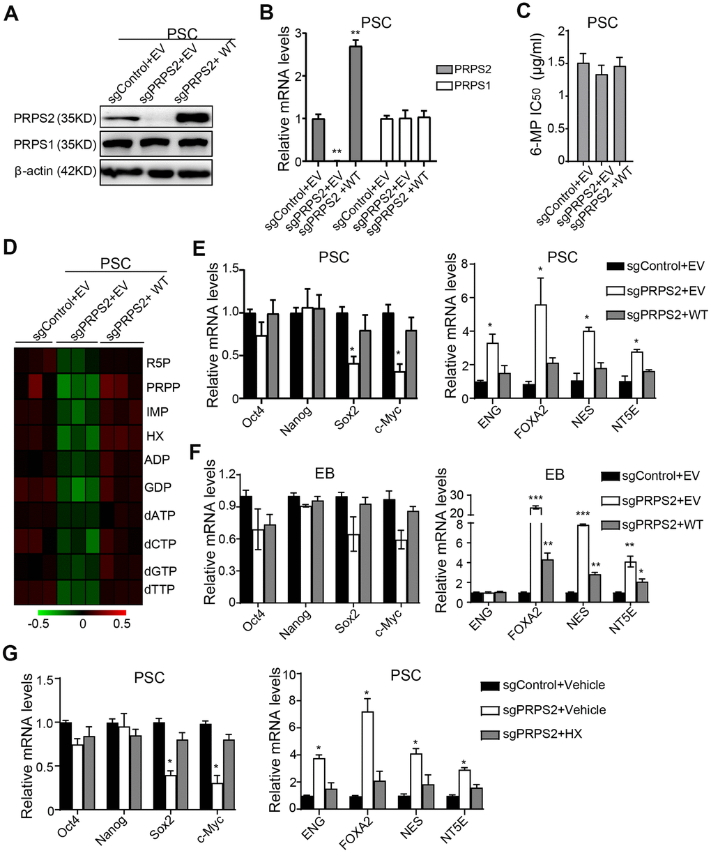 PRPS2 mediates PSCs stemness by PRPS2-regulated purine metabolism. (A, B) WB (A) and qRT-PCR (B) analysis of effects of PRPS2 KO or re-expression on PRPS1 expression in PSCs. WT, sgPRPS2 resistant WT PRPS2. (C) Effect of 6-MP treatment on PRPS2 KO or re-expression PSCs’ viabilities. (D) Heatmap showing metabolomics analysis in PSCs from (A). (E, F) qRT-PCR analysis of effects of PRPS2 KO or re-expression on the expression of pluripotency genes or triploblastic genes in PSCs (E) and EBs (embryoid bodies) (F). (G) qRT-PCR analysis of effects of PRPS2 on the expression of pluripotency genes and triploblastic genes in response to HX treatment. In (B, E, F and G), data are expressed as the mean ± SD. *P P P t-test. Data are representative of three independent experiments with similar results.