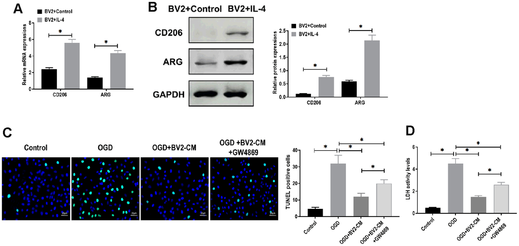 M2-phenotype microglia-conditioned medium attenuated oxygen-glucose deprivation (OGD)-induced neuronal death. (A) mRNA expressions of CD206 and ARG in BV2 cells treated with or without IL-4 treatment. (B) Protein expressions of CD206 and ARG in BV2 cells treated with or without IL-4 treatment. (C) TUNEL assay for detecting apoptosis in neurons in 1) control, 2) OGD, 3) OGD plus M2-phenotype microglia-conditioned medium (OGD+BV2-CM), and 4) OGD plus M2-phenotype microglia-conditioned medium plus exosome secretion inhibitor GW4869 (OGD+BV2-CM+GW4869). Scale bar = 20 μm. (D) Lactate dehydrogenase (LDH) assay for detecting LDH activity in neurons in 1) control, 2) OGD, 3) OGD+BV2-CM, and 4) OGD+BV2-CM+GW4869. Data are presented as mean±SD. *, p