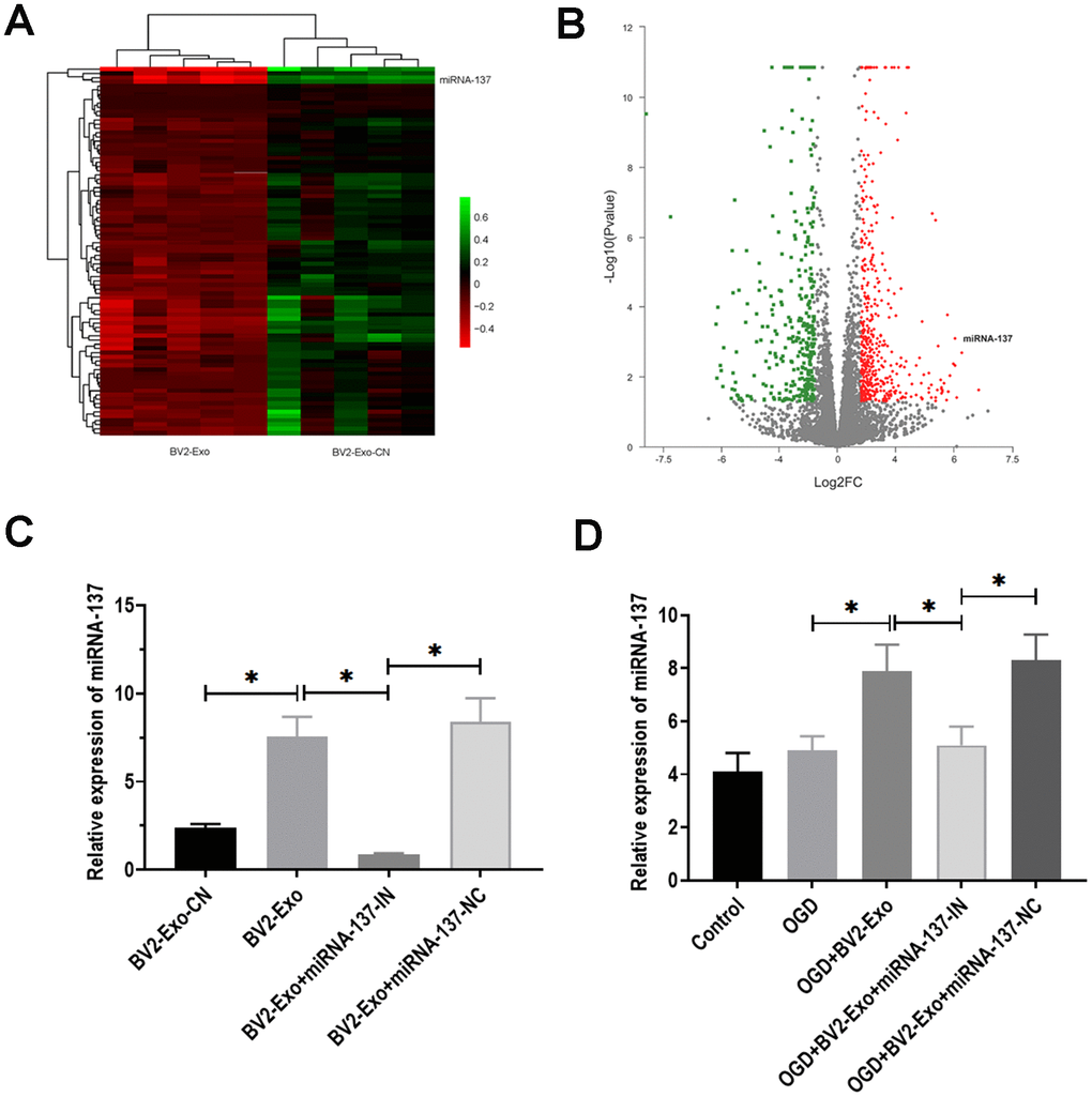 MiRNA-137 was upregulated in M2-phenotype microglia-derived exosomes (BV2-Exo). (A, B). Heatmap and volcano plot of expression profiles for differentially expressed miRNAs between BV2-Exo and exosomes derived from control BV2 cells (BV2 Exo-CN), as determined by RNA-seq analysis. (C) Expression of miRNA-137 in 1) BV2 Exo-CN, 2) BV2-Exo, 3) BV2-Exo derive from BV2 cells treated with miRNA-137 inhibitor (BV2-Exo+miRNA-137-IN), and 4) BV2-Exo derive from BV2 cells treated with miRNA-137 inhibitor negative control (BV2-Exo+miRNA-137-NC), as detected by RT-PCR. (D) Expression of miRNA-137 in neurons treated with 1) control, 2) OGD, 3) OGD plus BV2-Exo, 4) OGD plus BV2-Exo+miRNA-137-IN, and 5) OGD plus BV2-Exo+miRNA-137-NC, as detected by RT-PCR. Data are presented as mean±SD. *, p