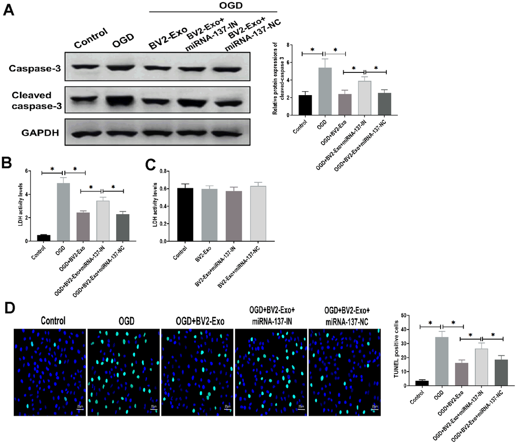 M2-phenotype microglia-derived exosomes (BV2-Exo) attenuated neuronal apoptosis induced oxygen-glucose deprivation (OGD) through miRNA-137. (A) Protein expressions of caspase-3 and cleaved caspase-3 in neurons treated with 1) control, 2) OGD, 3) OGD plus BV2-Exo, 4) OGD plus BV2-Exo+miRNA-137-IN, and 5) OGD plus BV2-Exo+miRNA-137-NC, as detected by Western blotting assay. (B) Lactate dehydrogenase (LDH) assay for detecting LDH activity in neurons treated with 1) control, 2) OGD, 3) OGD plus BV2-Exo, 4) OGD plus BV2-Exo+miRNA-137-IN, and 5) OGD plus BV2-Exo+miRNA-137-NC. (C) LDH assay for detecting LDH activity in neurons treated with 1) control, 2) BV2-Exo, 3) BV2-Exo plus BV2-Exo+miRNA-137-IN, and 4) BV2-Exo plus BV2-Exo+miRNA-137-NC. (D) TUNEL assay for detecting apoptosis in neurons treated with 1) control, 2) OGD, 3) OGD plus BV2-Exo, 4) OGD plus BV2-Exo+miRNA-137-IN, and 5) OGD plus BV2-Exo+miRNA-137-NC. Data are presented as mean±SD. *, p