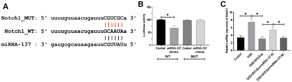 MiRNA-137 directly targeted Notch1. (A) Putative binding site in 3’UTR of Notch1, as predicted by bioinformatics software. (B) Luciferase reporter assay of miRNA-137 targeting on 3’UTR of Notch1. (C) mRNA expression of Notch1 in neurons treated with 1) control, 2) OGD, 3) OGD plus BV2-Exo, 4) OGD plus BV2-Exo+miRNA-137-IN, and 5) OGD plus BV2-Exo+miRNA-137-NC, as detected by RT-PCR. Data are presented as mean±SD. *, p