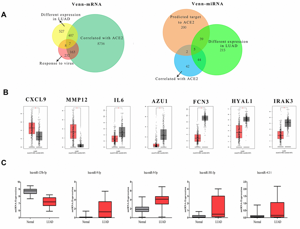 The definition of DECGs and DECMs. (A) Two Venn-plots showed the sifting process of DECGs (left) and DECMs (right). The yellow circle represents the differentially expressed mRNA in LUAD. The green circle represents the genes correlated with ACE2 in LUAD. The carnation circle represents the gene set involved in virus defense. The orange circle represents the miRNAs which could bind to 3’-UTR of ACE2. The aqua circle represents the differentially expressed miRNAs in LUAD. The blue circle represents the miRNAs correlated with ACE2 in LUAD. (B, C) The box-plots showed the comparison of DECGs or DECMs level in normal tissues vs. LUAD tissues. The red samples represent tissues from LUAD patients and the gray ones represent tissues from healthy persons.