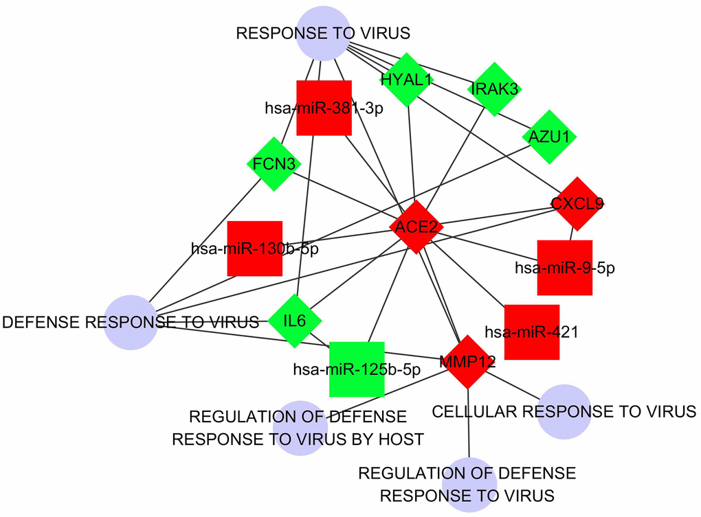 The regulatory network which regards ACE2 as the center. The squares represent DECMs. The rhombus represents DECGs. The blue circles represent biological processes correlated with virus defense. The red nodes represent the up-regulation of DECGs or DECMs. The green nodes represent down-regulation of DECGs or DECMs. The edges between every 2 nodes represent subordination or interactive relationship.