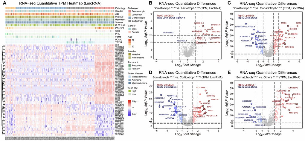 The lncRNA landscape in 172 PitNETs. (A) Heatmap of unsupervised hierarchical clustering of the top 63 most variable genes among 31 somatotroph adenomas, 17 lactotroph adenomas, 79 gonadotroph adenomas and 45 corticotroph adenomas (|log2FC|>2, adj.P.valB–D) Volcano plots showing significantly differentially expressed genes somatotroph adenomas vs. 3 other subtypes of PitNETs (Up: red, Down: blue). (E) Volcano plots showing the AC126177.8, AC355974.2, LINC02475, MEG3, MEG9 and MiR7-3HG were the most significant lncRNAs, DEGs were identified by the R package limma, 31 somatotroph adenomas vs. 141 other subtype PitNETs.