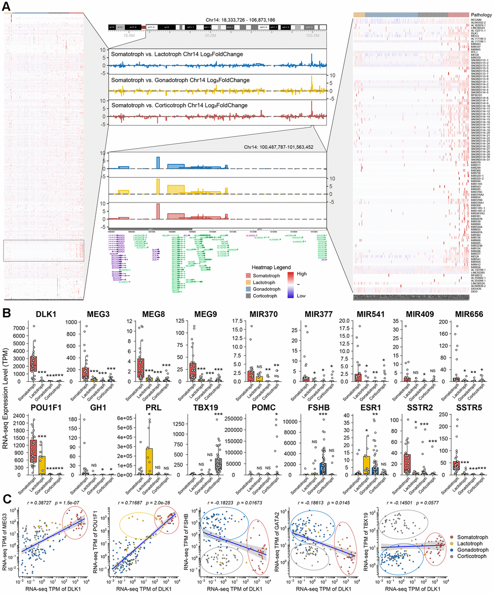 Description of DLK1/MEG3 locus in 172 PitNETs. (A) The imprinting disorders of 14q32.2 region was filtered based on genes distribution in Chromosome 14. A high-resolution profile showed the genomic positions and gene trees for DLK1/MEG3 locus. (B) The TPM values of DLK1/MEG3 and characteristic molecule in 172 PitNETs. (C) DLK1 combined transcription factors and immuophenotype could distinguish somatotroph, lactotroph, gonadotroph and corticotroph PitNET patients. *compare to control group PPP