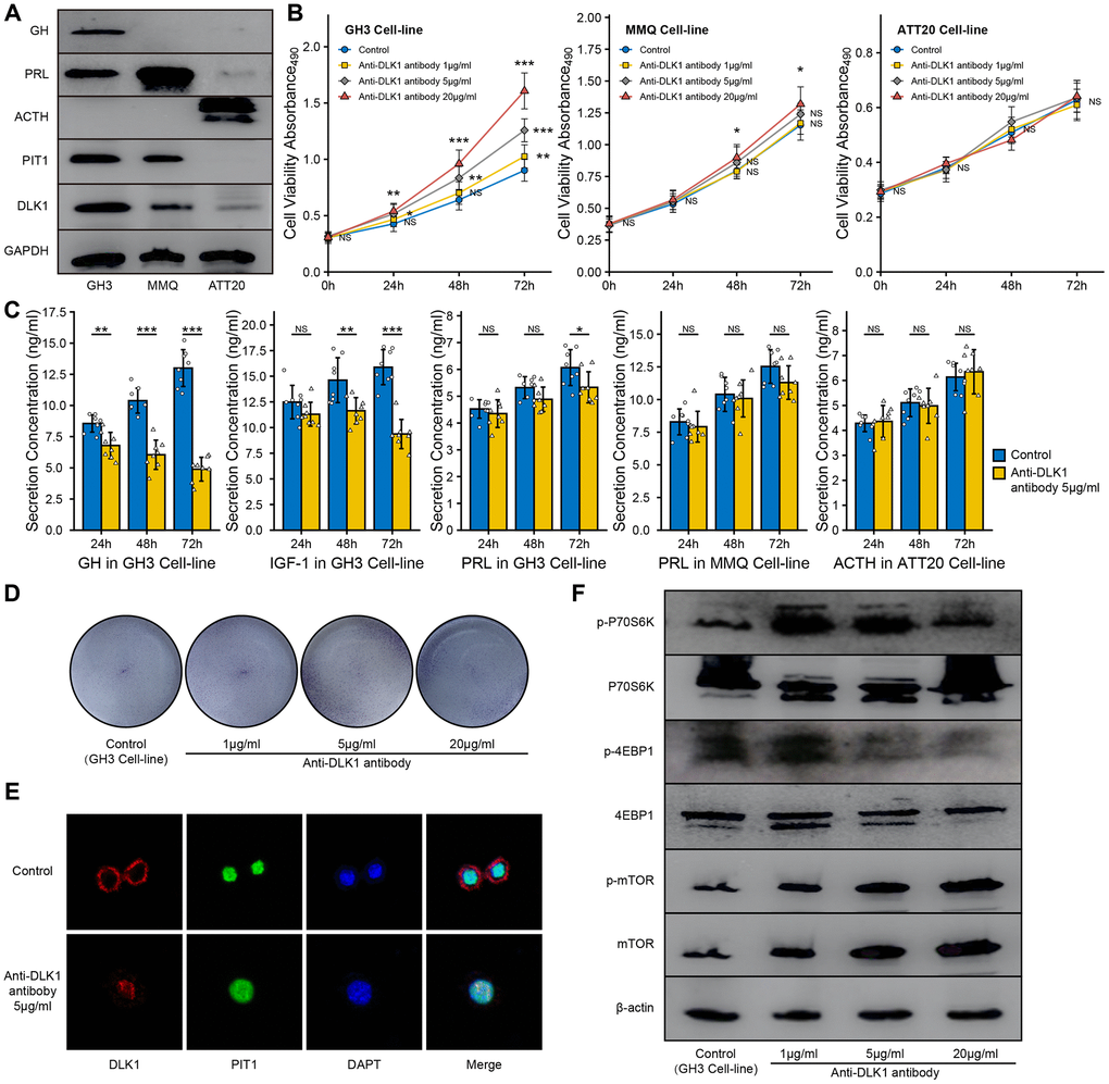 Effect of anit-DLK1 antibody on the bioactivity of PitNET cell lines. (A) Western blot assay measured the levels of DLK1 and PIT1 in GH3 cell line, MMQ cell line and ATT20 cell line. (B) Anti-DLK1 antibody inhibited the cell viability of GH3 cells in the dose- and time-dependent manner, not MMQ cells or ATT20 cells. (C) Anti-DLK1 antibody inhibited the secretion of GH/IGF-1 in GH3 cells, not PRL in MMQ cells and ACTH in ATT20 cells. (D) Clone forming experiment showed the anti-DLK1 antibody promoted the cell proliferation in GH3 cell line. (E) Confocal experiment showed DLK1 regulated the level of PIT1 in GH3 cell line. (F) Western blot experiment showed Anti-DLK1 antibody activated the mTOR pathway in GH3 cell line. *compare to control group PPP