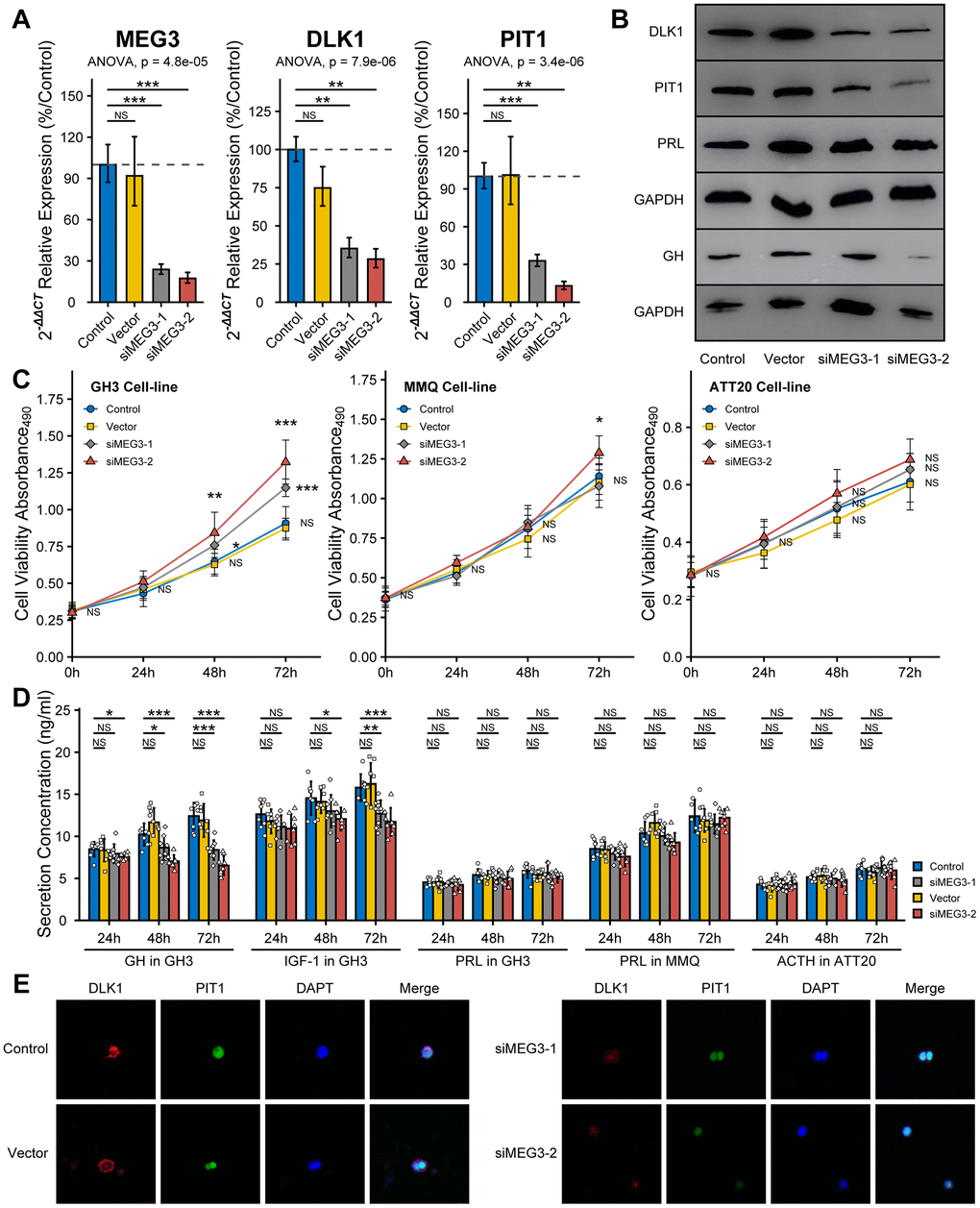 Effect of siMEG3 on the bioactivity of PitNET cell lines. (A) RT-qPCR experiment measured the RNAi efficiency of siMEG3-1 and siMEG3-2. (B) Western blot experiment showed RNAi-MEG3 reduced the level of DLK1, PIT1 and GH in GH3 cell line. (C) RNAi-MEG3 obviously increased the cell viability of GH3 cell line, mildly increase in MMQ cell line, and no change in ATT20 cell line. (D) RNAi-MEG3 inhibited the secretion of GH/IGF-1 in GH3 cells, not PRL in MMQ cells and ACTH in ATT20 cells. (E) Confocal experiment showed RNAi-MEG3 inhibited the levels of DLK1 and PIT1 in GH3 cells. *compare to control group PPP