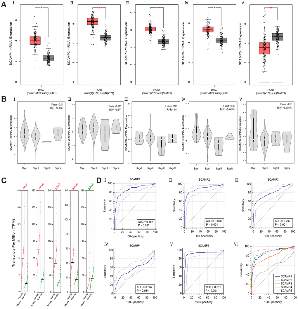 Differential expression and ROC curves of SCAMPs in PAAD. (A) Differential expression of SCAMP 1-5 (I-V) in PAAD (log2(TPM + 1)). (B) Expression violin plots of SCAMP 1-5 (I-V) based on patient pathological stage (log2(TPM + 1)). (C) Differential expression of SCAMP 1-5 in PAAD (TPM). (D) The Area Under the Curve (AUC) metrics are also provided for SCAMP1-5 (I-V) to predict diagnosis in PAAD by Medcalc (version 19.0); the comparison of ROC curves for SCAMP1-5 (VI).