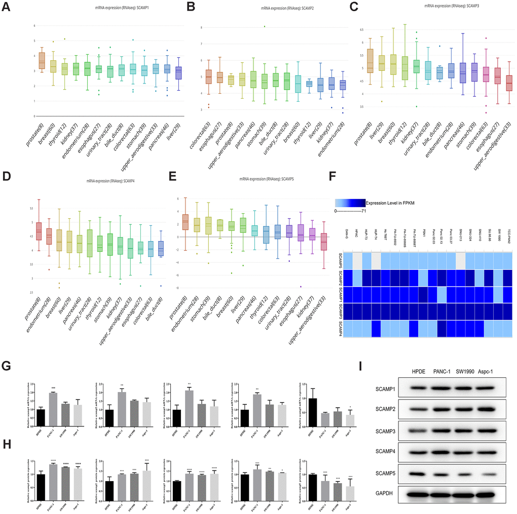 Expression of SCAMPs in PAAD cell lines using CCLE and the EMBL-EBI: Expression Atlas. (A–E) Expression of SCAMPs in PAAD cell lines using the CCLE database. (F) Expression of SCAMPs in PAAD cell lines using the EMBL-EBI (Expression Atlas) database. (G–I) The verification of SCAMPs expression was evaluated by RT-qPCR (G) and western blotting (H, I) in PAAD cell lines (PANC-1, SW1990 and AsPC-1 cell) and normal human pancreatic ductal cell (HPDE cell). Results shown are the mean ± SD (* p p p 