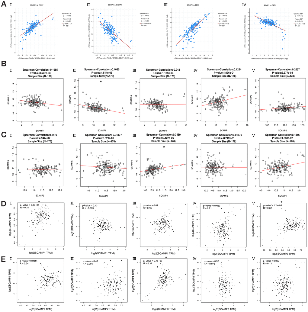 Co-expressed genes of SCAMP1, 5, and correction between SCAMP1- 5 in PAAD (cBioPortal for Cancer Genomics, LinkedOmics, and GEPIA). (A) Co-expressed genes (top-1) of SCAMP1, 5 in PAAD using the cBioPortal for Cancer Genomics. (I: TMED7, II: DAZAP1, III: BEX1, IV: TGIF1) (B, C) Correction between SCAMP1- 5 in PAAD using LinkedOmics. (B: I: SCAMP1 vs 2, II: SCAMP1 vs 3 III: SCAMP1 vs 4, IV: SCAMP1 vs 5, V: SCAMP2 vs 3; C: I: SCAMP2 vs 4, II: SCAMP2 vs 5 III: SCAMP3 vs 4, IV: SCAMP3 vs 5, V: SCAMP4 vs 5). (D, E) Correction between SCAMP1- 5 in PAAD using GEPIA. (R: Spearman correlation analysis; B: I: SCAMP1 vs 2, II: SCAMP1 vs 3 III: SCAMP1 vs 4, IV: SCAMP1 vs 5, V: SCAMP2 vs 3; C: I: SCAMP2 vs 4, II: SCAMP2 vs 5 III: SCAMP3 vs 4, IV: SCAMP3 vs 5, V: SCAMP4 vs 5) * Spearman correlation >0.3 or Spearman correlation