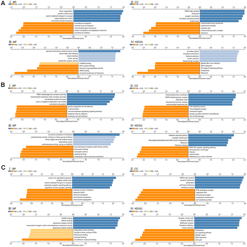 Functional enrichment analysis for SCAMP1, 4, 5. (A–C) Gene set enrichment analysis (GSEA) GO and KEGG pathway analysis for SCAMP1(A), 4(B), 5(C) respectively, (CC): Cellular components. (BP): Biological processes. (MF): Molecular functions. (KEGG): KEGG pathway analysis. (I: BP, II: CC, III: MF, IV: KEGG).