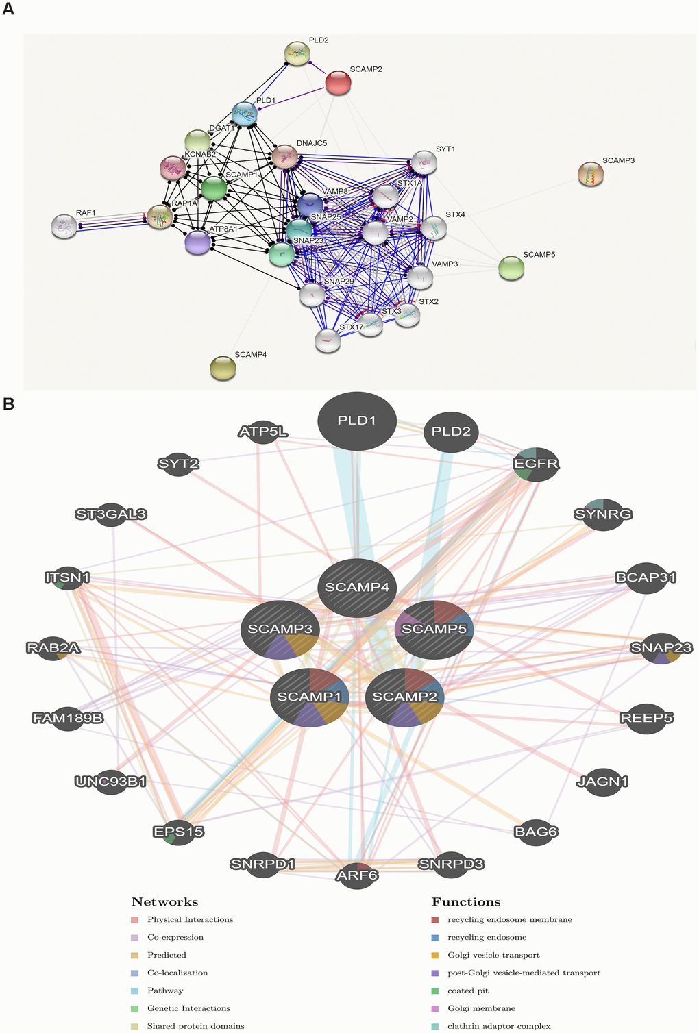 Protein-protein interaction network of SCAMPs (STRING, GeneMANIA). (A) Functional protein association networks of SCAMPs. Line shape indicated the predicted mode of molecular action. (B) Networks between predicted genes and SCAMP1-5. Different colors of the network edge indicate the bioinformatics methods applied: co-expression, website prediction, pathway, physical interactions and co-localization. Different colors for the network nodes indicate the biological functions of enrichment genes.