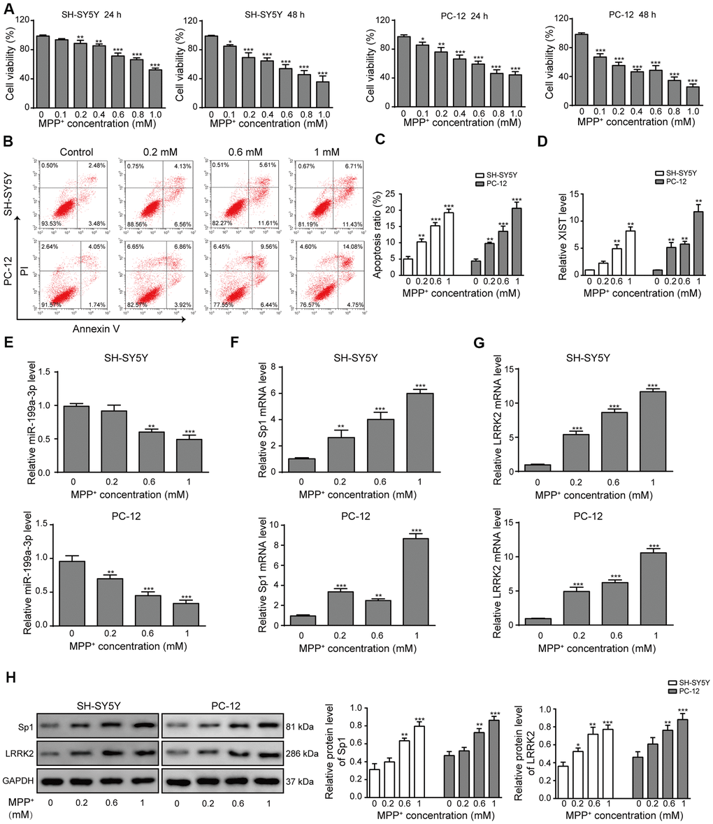 LncRNA XIST, miR-199a-3p, Sp1 and LRRK2 expression in an in vitro model of PD. (A) MPP+ was added to the cells to final concentrations of 0, 0.1, 0.2, 0.4, 0.6, 0.8 or 1 mM. Cell viability was determined using the CCK-8 assay after 24 and 48 h. (B) Flow cytometry analysis was performed to measure the apoptosis of SH-SY5Y and PC-12 cells, which were treated with 0, 0.2, 0.6, or 1 mM of MPP+. (C) Comparison of apoptotic cells in different groups. (D–G) Relative expression of (D) XIST, (E) miR-199a-3p, (F) Sp1 mRNA and (G) LRRK2 mRNA in the above groups of cells were determined by qPCR analysis. (H) Western blot results showed that the protein levels of Sp1, LRRK2 were elevated when the cells were treated with MPP+. GAPDH was used as a loading control. The data are representative of three experiments. *p p p 