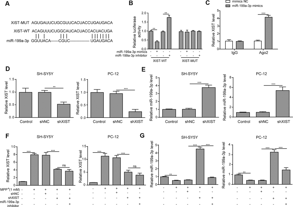 XIST directly targets miR-199a-3p. (A) The putative binding sites of miR-199a-3p in XIST were predicted using DIANA tools. (B) HEK-293T cells were co-transfected with the miR-199a-3p mimics or inhibitor and XIST-WT or XIST-MUT luciferase reporter plasmids. Luciferase activities were measured 48 h after transfection. (C) The binding between miR-199a-3p and XIST was further confirmed by RIP analysis. (D) SH-SY5Y and PC-12 cells were transfected with shXIST. Transfection efficiency was assessed by qPCR analysis. (E) The effect of shXIST on miR-199a-3p expression was evaluated by qPCR. (F) XIST expression was inhibited by transfecting the SH-SY5Y and PC-12 cells with shXIST. (G) qPCR results showed that shXIST transfection improved miR-199a-3p expression, which was repressed by co-transfection with the miR-199a-3p inhibitor. The data are representative of three experiments. **p p 
