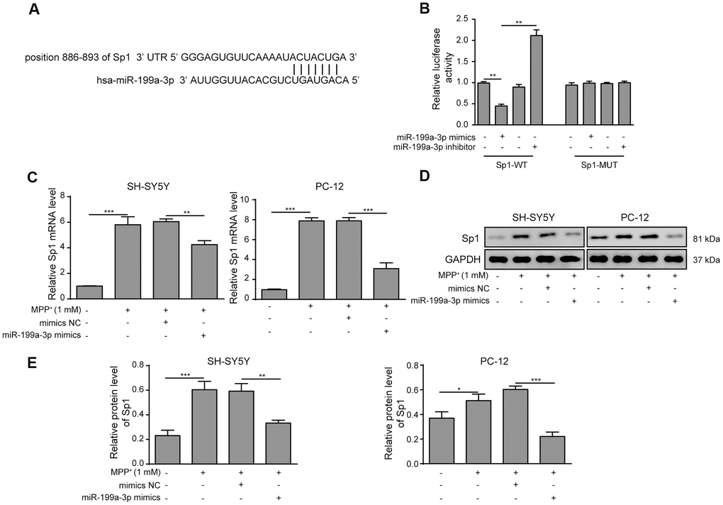 Sp1 is a direct target of miR-199a-3p. (A) The potential binding sites of miR-199a-3p in Sp1 mRNA were predicted by TargetScan. (B) HEK-293T cells were co-transfected with the miR-199a-3p mimics or inhibitor and Sp1-WT or Sp1-MUT luciferase reporter plasmids. The cells were harvested 48 h after transfection for luciferase activity determination. (C) qPCR results showed that the upregulating effect of MPP+ on Sp1 mRNA expression was inhibited by miR-199a-3p overexpression. (D, E) Western blot analysis was performed to measure the protein expression of Sp1 upon the miR-199a-3p transfection. The data are representative of three experiments. *p p p 