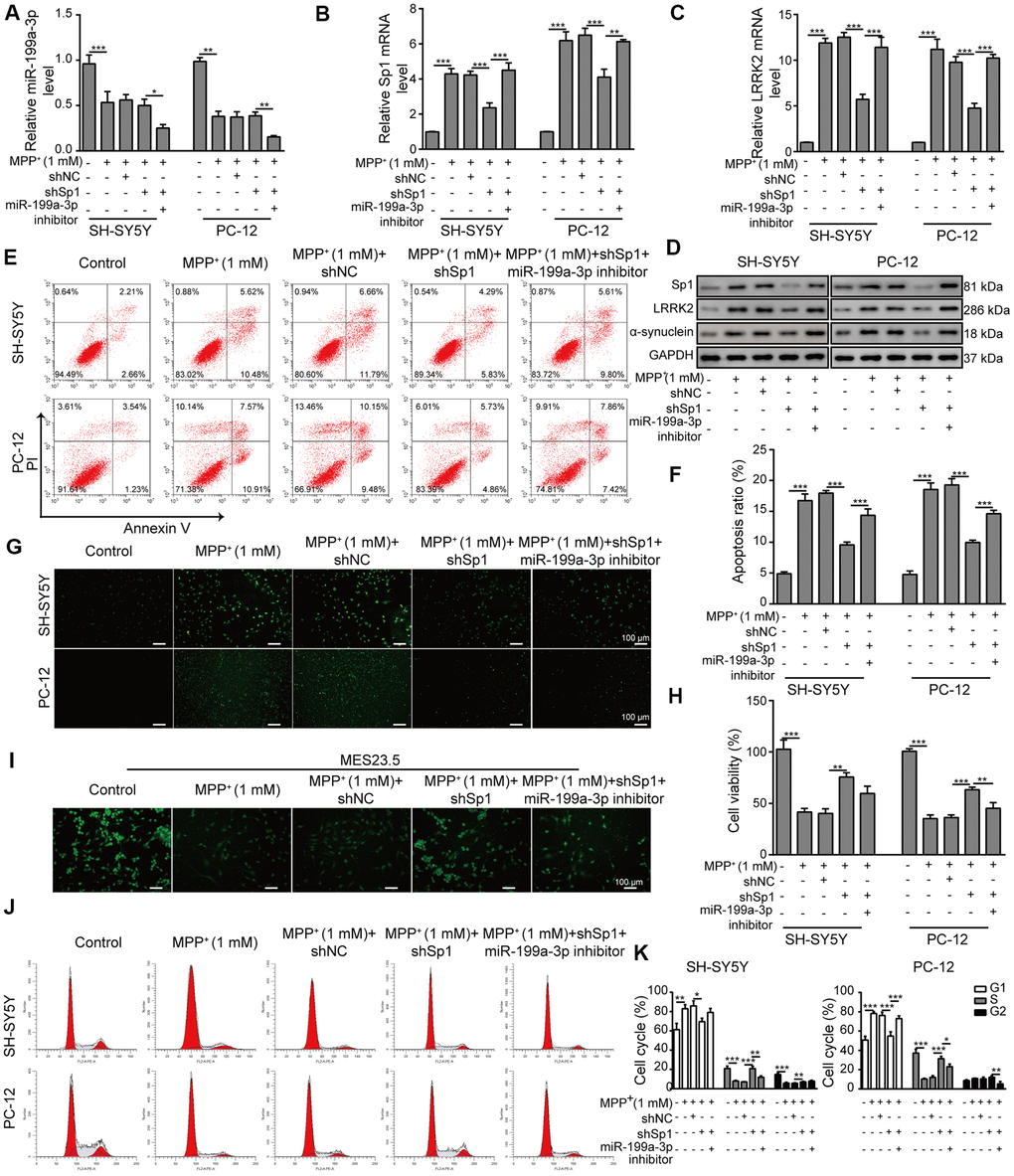 Neuroprotective effects of shSp1 are suppressed by miR-199a-3p inhibition. SH-SY5Y and PC-12 cells were treated with 1 mM MPP+ after transfection with shSp1 or the miR-199a-3p inhibitor. qPCR was performed to assess the expression of (A) miR-199a-3p, (B) Sp1 mRNA, and (C) LRRK2 mRNA. (D) Western blot analysis was conducted to measure the protein expression of Sp1, LRRK2 and α-synuclein under the indicated conditions. (E) Flow cytometry analysis of apoptosis was performed after the cells were transfected with shSp1 and/or the miR-199a-3p inhibitor. (F) Comparison of apoptotic cells in the indicated groups. (G) TUNEL staining was performed to assess cell apoptosis. (H) Cell viability was determined by the CCK-8 assay after the cells were transfected with shSp1 alone or co-transfected with the miR-199a-3p inhibitor. (I) MES23.5 cells were transfected with shNC, shSp1 or the miR-199a-3p inhibitor and treated with 1 mM MPP+. The localization of TUBB3 in MES23.5 cells is shown in the representative images. (J) Cell cycle phases were determined by propidium iodide staining and flow cytometry. (K) Comparison of the cell cycle for the different groups. The data are representative of three experiments. *p p p 