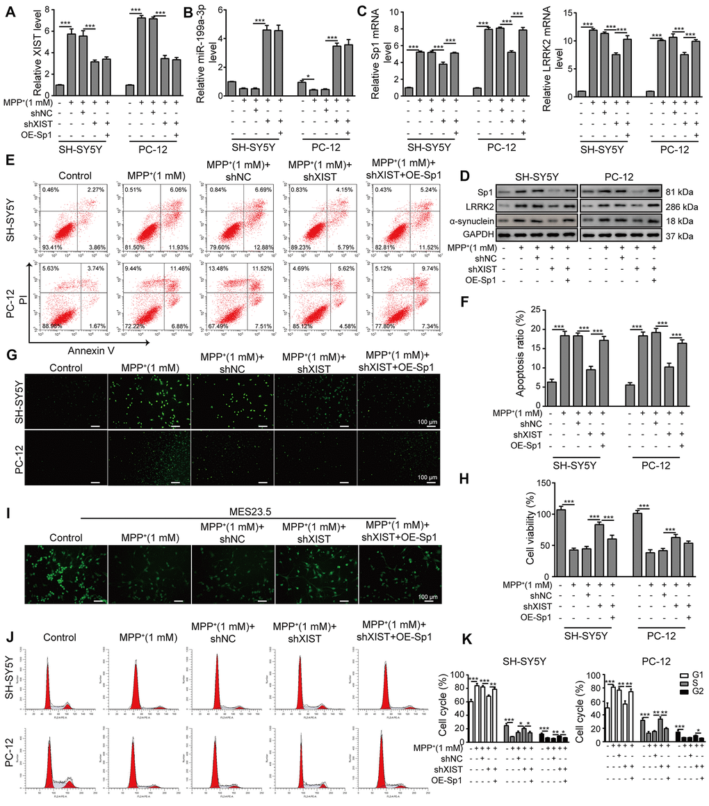 Sp1 overexpression inhibits the neural protective function of shXIST and aggravates MPP+-induced neurodegeneration. SH-SY5Y and PC-12 cells were transfected with shNC, shXIST or the Sp1 overexpression vector and treated with 1 mM MPP+. The expression of (A) XIST, (B) miR-199a-3p, (C) Sp1 and LRRK2 mRNA was determined by qPCR analysis. (D) Western blot analysis was performed to analyse the protein expression of Sp1, LRRK2 and α-synuclein under the specific conditions. (E) Flow cytometry analysis of apoptosis was performed after the cells were transfected with shXIST and/or Sp1. (F) Comparison of apoptotic cells in the indicated groups. (G) TUNEL staining was performed to measure the apoptosis rate of the SH-SY5Y and PC-12 cells after they were transfected with shXIST alone or co-transfected with Sp1. (H) The CCK-8 assay was performed to assess cell viability. (I) MES23.5 cells were transfected with shNC, shXIST or Sp1 and treated with 1 mM MPP+. The localization of TUBB3 in MES23.5 cells is shown in the representative images. (J) Cell cycle phases were determined by propidium iodide staining and flow cytometry after the cells were transfected with shXIST alone or co-transfected with Sp1. (K) The cell cycle results for the different groups were compared. The data are representative of three experiments. *p p p 
