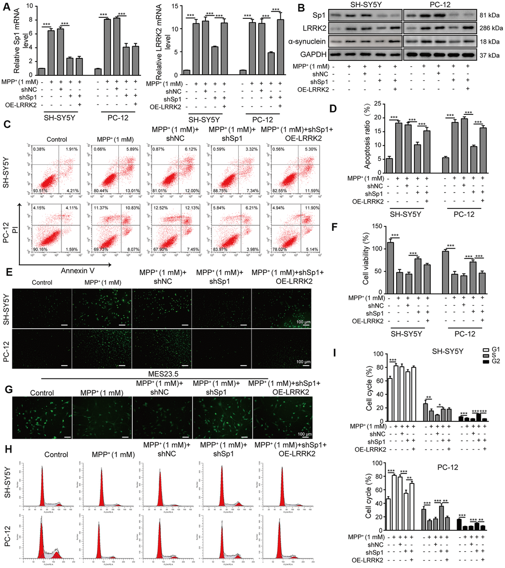 LRRK2 overexpression counteracts the neural protective effect of shSp1. SH-SY5Y and PC-12 cells were treated with 1 mM MPP+ and transfected with shNC, shSp1 or the LRRK2 overexpression vector. (A) The expressions of Sp1 and LRRK2 at the mRNA level were determined by qPCR analysis. (B) The expressions of Sp1, LRRK2 and α-synuclein at protein level were determined by western blot analysis. (C) Flow cytometry analysis of apoptosis was performed. (D) Apoptotic cells in different groups were compared. (E) TUNEL staining was performed to assess SH-SY5Y and PC-12 cell apoptosis under the indicated conditions. (F) Cell proliferation was determined by the CCK-8 assay. (G) MES23.5 cells were transfected with shNC, shSp1 or LRRK2 overexpression vector and treated with 1 mM MPP+. The localization of TUBB3 in MES23.5 cells is shown in the representative images. (H) Cell cycle phases were determined by propidium iodide staining and flow cytometry. (I) Comparison of cell cycle of SH-SY5Y and PC-12 cells in the different groups. The data are representative of three experiments. *p p p 
