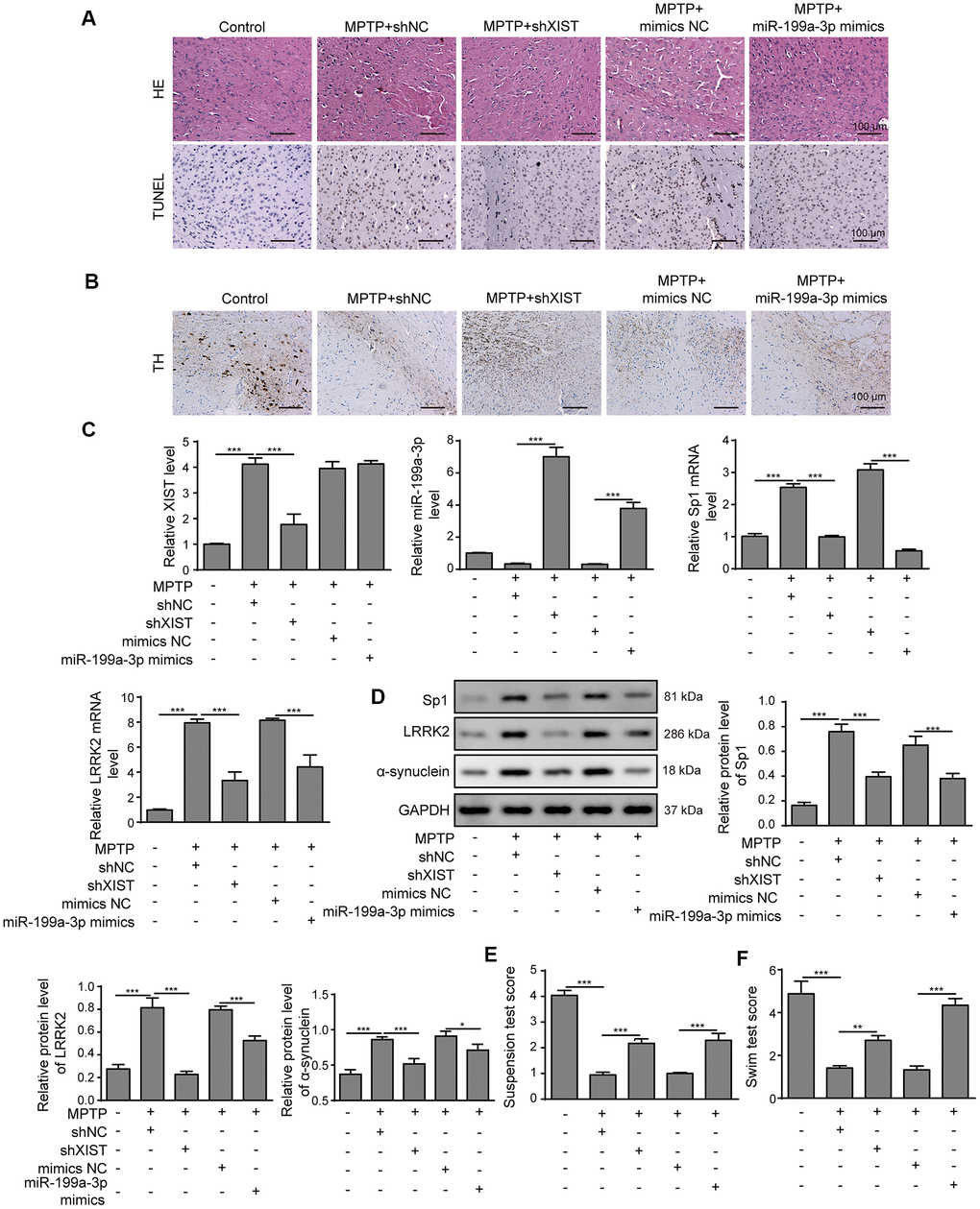 XIST knockdown or miR-199a-3p overexpression attenuates symptom severity in PD mouse models. (A) Representative microscopic images showing brain damage in the control, MPTP+shNC, MPTP+shXIST, MPTP+ mimics NC and MPTP+miR-199a-3p mimics groups. Cell apoptosis in the mouse brain tissues was detected by TUNEL staining. (B) Dopaminergic neuronal injury was assessed by TH immunohistochemistry. (C) Relative expression of XIST, miR-199a-3p, Sp1 mRNA and LRRK2 mRNA in the indicated groups was determined by qPCR. (D) Western blot results showed that the protein expression of Sp1, LRRK2 and α-synuclein in the PD mice was reduced by shXIST or miR-199a-3p overexpression. Animal behavioural tests, including (E) suspension tests and (F) swim tests were performed, and the scores obtained for the indicated groups are shown. The data are representative of three experiments. *p p p 