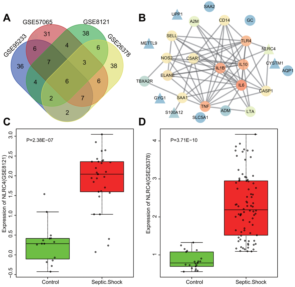 Highly expressed NLRC4 was found in septic shock. (A) 6 intersected genes detected among the top 70 DEGs from the microarray expression profiles of GSE95233, GSE57065, GSE8121 and GSE26378. (B) PPI network of the DEGs and septic shock-related genes (the triangle signifies the DEGs, the circle indicates the septic shock-related genes; the color of the genes shows the correlation degree with other genes, with orange coloration indicative of a high correlation degree and a blue coloration signifying a low correlation degree). (C, D) The expression of NLRC4 in septic microarray expression profiles GSE8121 and GSE26378.