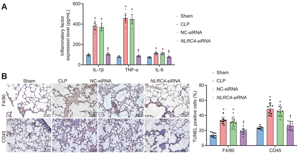 NLRC4 downregulation alleviates inflammatory reaction and reduces inflammatory cell infiltration. (A) the levels of IL-1β, TNF-α and IL-6 in lung tissues of mice with septic shock detected by ELISA. (B) inflammatory cell infiltration evidenced by F4/80 and CD45 positive levels using TUNEL staining (scale bar = 25 μm). n = 10. * p p 