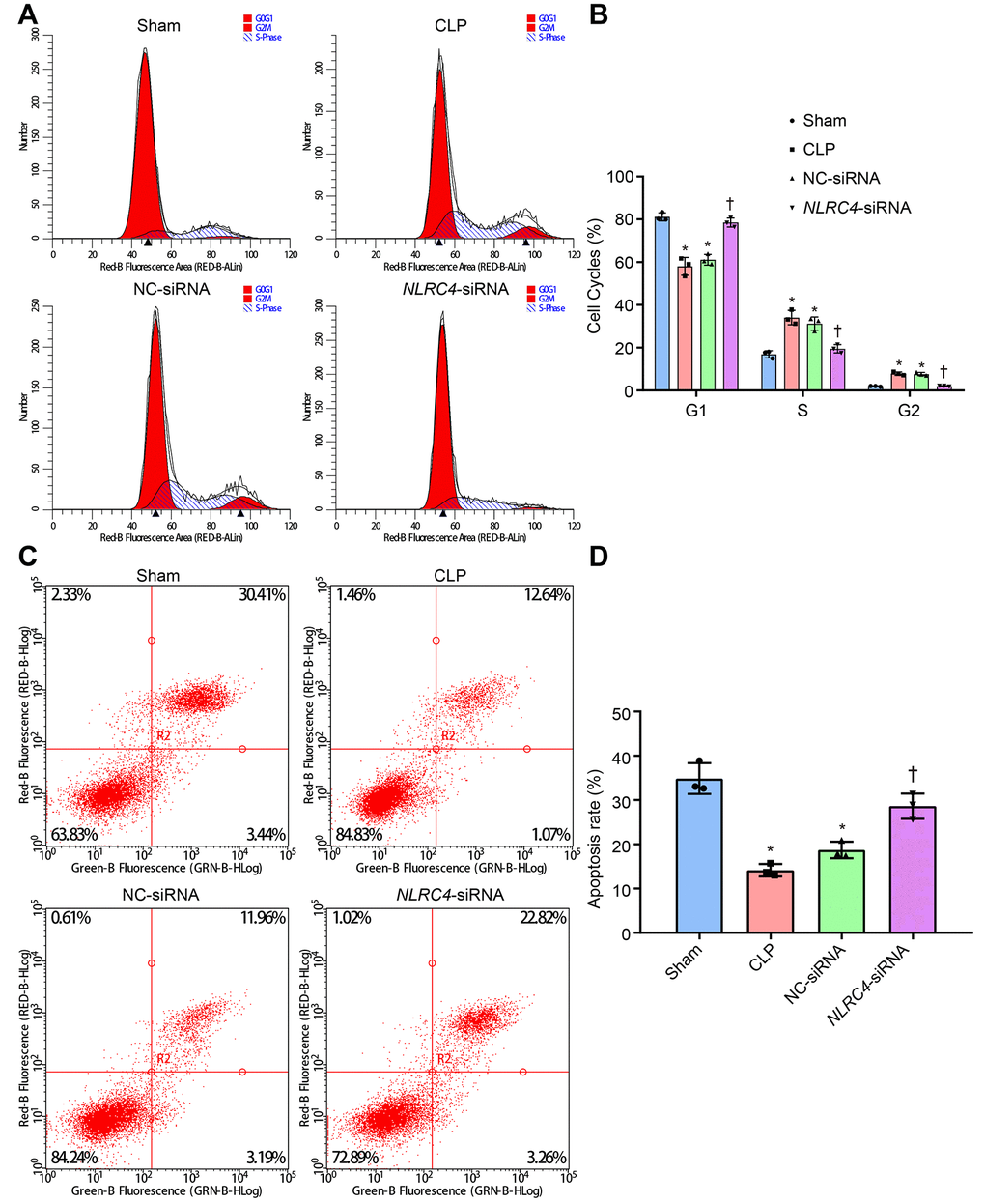 siRNA-mediated silencing of NLRC4 elevates DC cell apoptosis rate in mice with septic shock as evidenced by PI single staining and AnnexinV-FITC/PI double staining. (A, B), DC cycle distribution in the sham, CLP, NC-siRNA, and NLRC4-siRNA groups detected by PI single staining. (C, D) DC apoptosis in the sham, CLP, NC-siRNA, NLRC4-siRNA groups revealed by AnnexinV-FITC/PI double staining. The bone marrow-derived DCs from the same group of mice were adopted in the in vivo experiments. * p p 