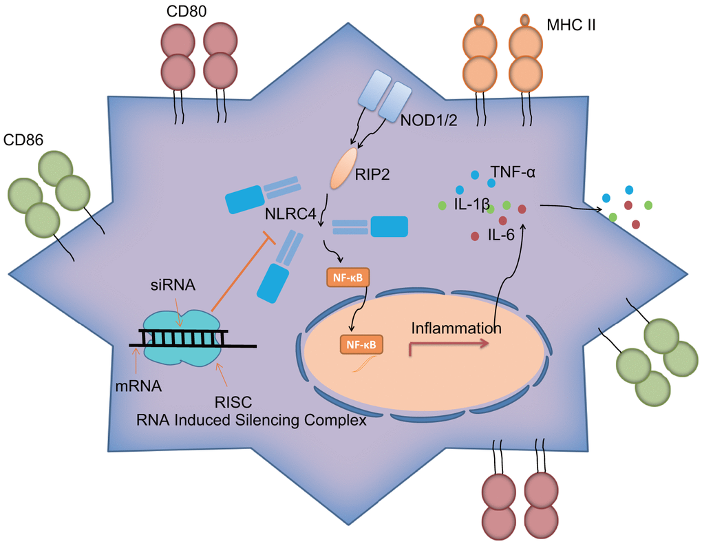 NLRC4 gene regulates inflammatory reaction and immune response of DCs in septic shock by mediating the NLR pathway.NLRC4 is the receptor of the NLR pathway. Activated NF-κB pathway induces inflammatory reaction with secretion of inflammatory factors: IL-1β, TNF-α and IL-6 outside cells, as well as increases in CD80, CD86 and MHC II on the cytomembrane, thus activating DC immune response. Importantly, siRNA-mediated silencing of NLRC4 blocks the NLR signaling pathway to inhibit DC maturation and immune response, which alleviates the lung tissue injury of mice induced by septic shock.