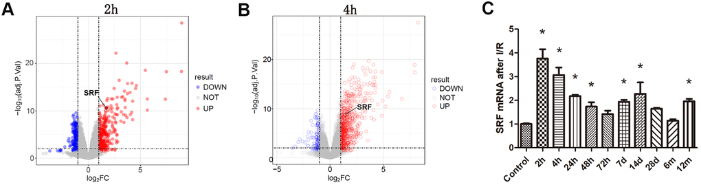 Analysis of the microarray results from bilateral I/R mice. (A, B) Gene expression profiling of kidney at 2 h and 4 h after I/R compared with the control group. Volcano plot of log2 fold changes versus -log10 FDR showed transcriptional differences between the I/R group and the control group. Vertical dashed lines denote the cutoff of 2-fold change, and the horizontal dashed line represents the 0.05 FDR cutoff. SRF was increased after 2 h renal I/R in mice (fold change>2, FDRC) SRF expression in I/R kidneys at 2 h, 4 h, 24 h, 48 h, 72 h, 7 d, 14 d, 28 d, 6 m and 12 m. Data are expressed as the mean ± SE. *FDR