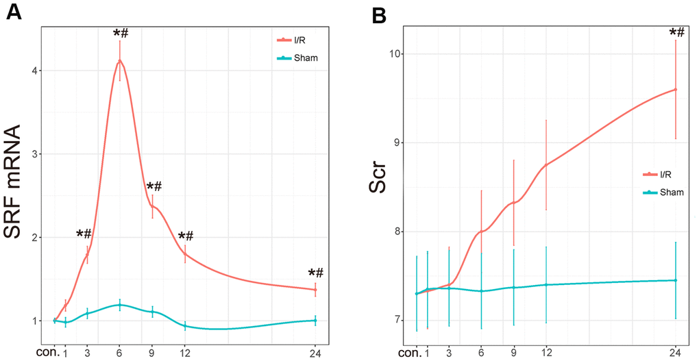 Scr level and renal SRF mRNA expression in I/R rats. (A) mRNA expression of SRF in I/R kidneys. The trend line was calculated by local polynomial regression fitting. (B) Scr levels in I/R rats. Data are expressed as the mean ± SE (N=7 in each group). *P#P