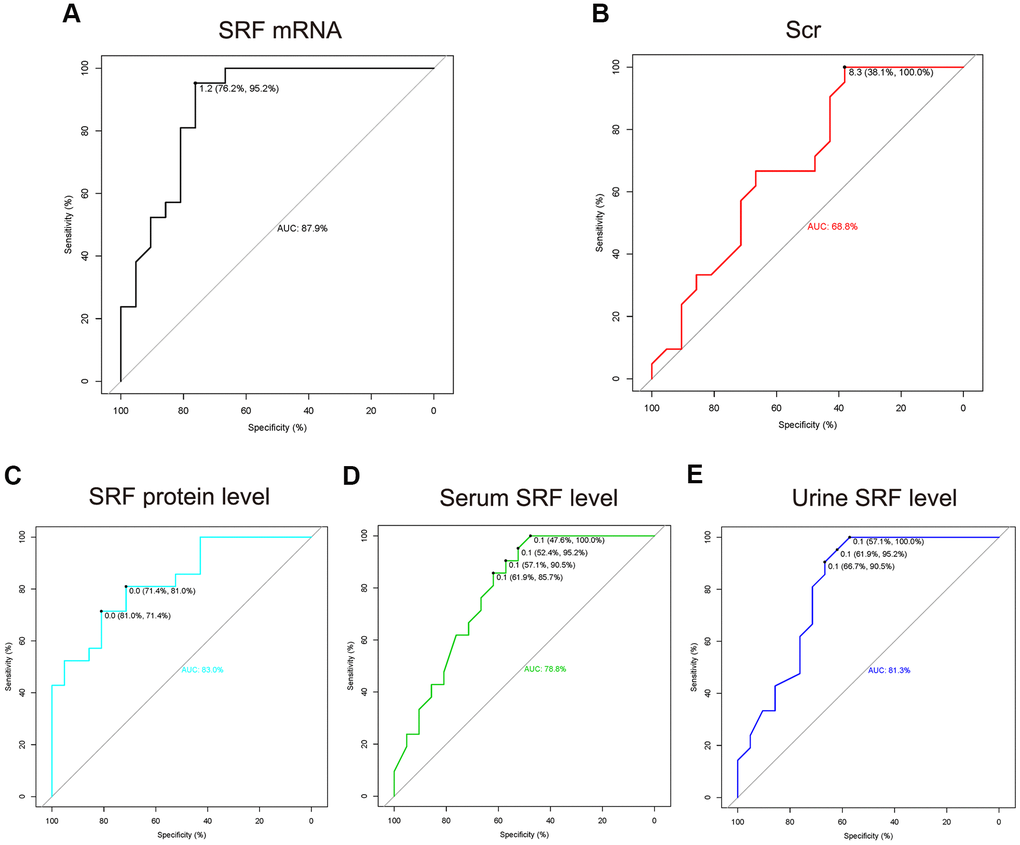 The ROC curve of renal SRF mRNA, renal SRF protein, urinary SRF, serum SRF and Scr in early (before 24 h) AKI. (A–E) The measured values (SRF mRNA, SRF protein, urinary SRF, serum SRF and Scr) of the AKI group (all time points after AKI as one group) were compared to those of the control group. The cutoff thresholds represent the fold change in measured values in the AKI group compared with the control group.