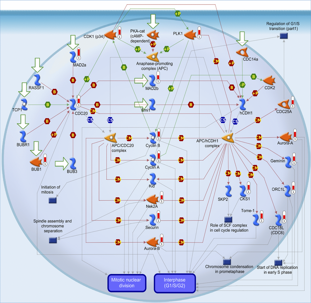 MetaCore pathway analysis of coiled-coil domain-containing protein 167 (CCDC167)-co-expressed genes in breast cancer patient databases. CCDC167-co-expressed genes in breast cancer from TCGA and METABRIC databases were acquired and identified by the Venn diagram analysis in Figure 2. These 945 genes were further exported to the MetaCore pathway analysis tool to identify gene networks and signaling pathways. The “cell cycle role of anaphase-promoting complex (APC) in cell cycle regulation” was the most significantly associated pathway. APC forms a complex with cell division cycle 20 (CDC20) or cadherin-1 (CDH1) to regulate the cell cycle.