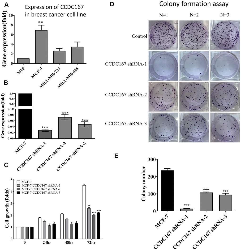 Coiled-coil domain-containing protein 167 (CCDC167)-knockdown by shRNA significantly attenuated the proliferation of MCF-7 breast cancer cells. (A) The mRNA expression of CCDC167 was determined in a variety of breast cancer cell lines. (B) A qPCR analyzed CCDC167 mRNA expression in shCCDC167-knockdown cells. (C) Evaluation of the growth of shCCDC167-knockdown and vector control MCF-7 cells according to MTT assays. (D) A colony-formation assay determined proliferation rates of the MCF-7 vector control and stable shCCDC167-knockdown MCF-7 cells. (E) Statistical data of the colony-formation assay. Values are the average of assays performed in triplicate. The standard deviation is displayed using error bars (n=3). * p