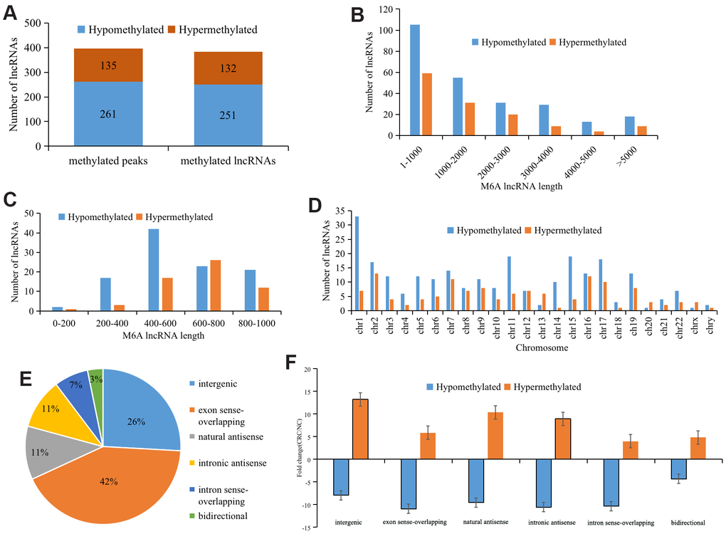 Distribution of lncRNAs with differential M6A modification. (A) General numbers of differentially methylated peaks and associated lncRNAs. (B) Length of differentially M6A methylated lncRNAs. (C) and (D) Distribution of differentially expressed M6A lncRNAs on chromosomes. (E) Positional relationship between differentially M6A methylated lncRNAs and mRNAs. (F) Histogram showing the mean fold change of differentially methylated M6A peaks. Error bars represent the standard error of the mean.