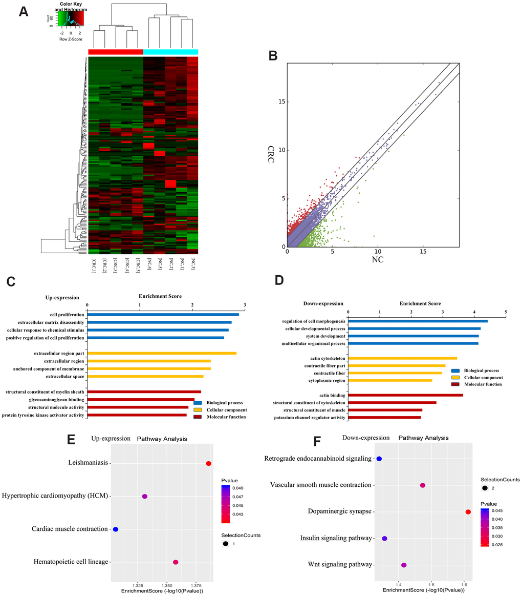 Identification of differentially expressed lncRNAs in CRC. (A) Heat map of RNA sequencing data from CRC and tumor-adjacent normal tissues. Rows: lncRNAs; columns: CRC and tumor-adjacent normal tissue samples. Red, green, and black indicate the upregulation, unchanged expression, and downregulation of lncRNAs, respectively. (B) Scatter plot of RNA sequencing data. GO enrichment analysis of genes near upregulated (C) and downregulated (D) lncRNAs. GO enrichment analysis included biological process (BP) analysis, cellular component (CC) analysis, and molecular function (MF) analysis. KEGG pathway analysis of genes near upregulated (E) and downregulated (F) lncRNAs. p-values were calculated using DAVID.