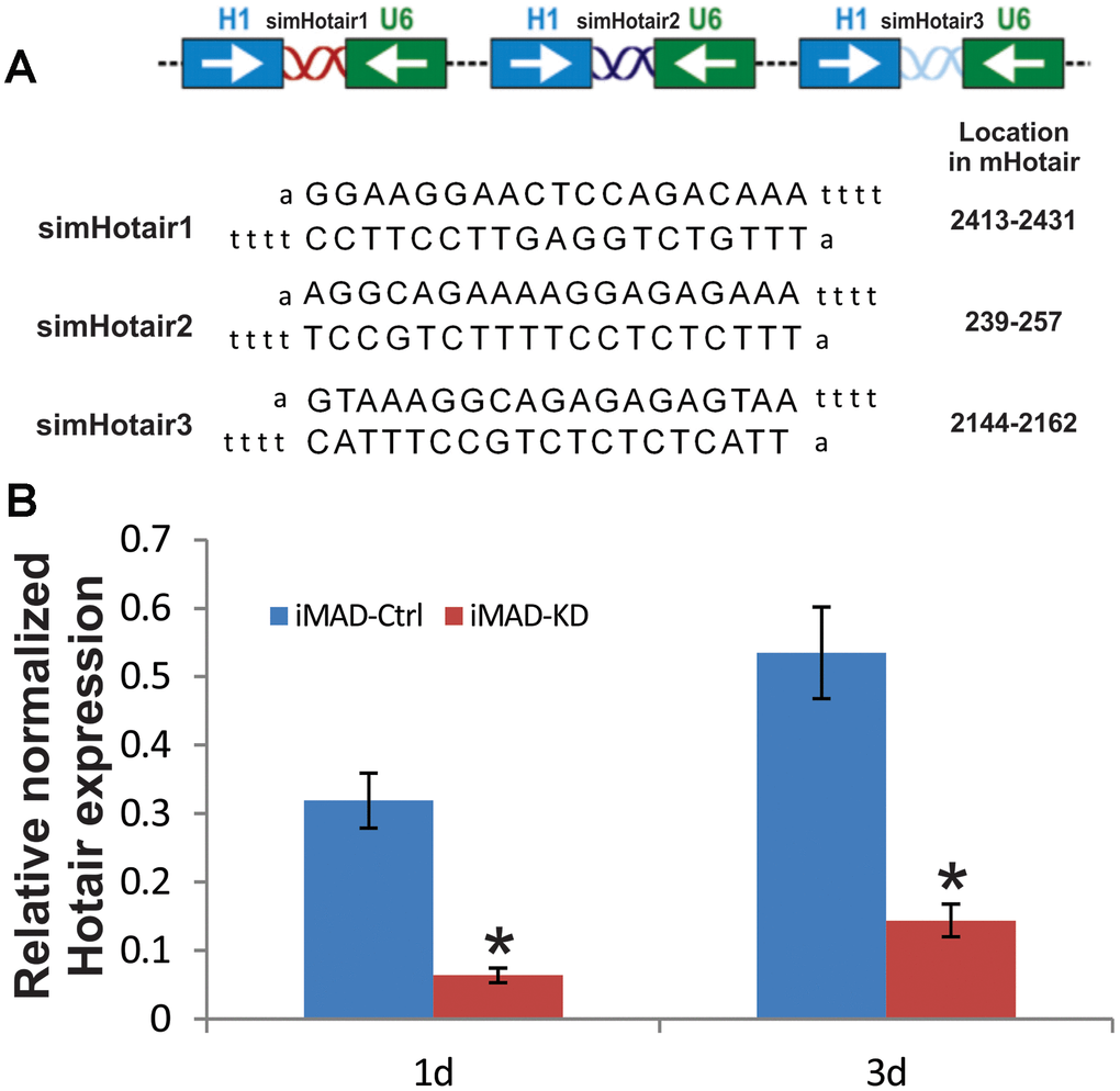 Construction and verification of siRNA targeting mouse HOTAIR in iMADs. (A) Schematic configuration of the three tandem targeting siRNAs (simHOTAIR1, 2, and 3) and their targeting sequences and locations on mouse HOTAIR gene. (B) Efficient silencing of endogenous mHOTAIR expression in iMADs. Total RNA was isolated from subconfluent iMADs that were stably transduced with the pSOK vector expressing three simHOTAIR sites (iMAD-KD) or scrambled controls (iMAD-Ctrl) at Day 1 and 3 post transduction, and subjected to TqPCR analysis using gene-specific primers for mouse HOTAIR. Gapdh was used as a reference gene. Reactions were done in triplicate. “*” p 