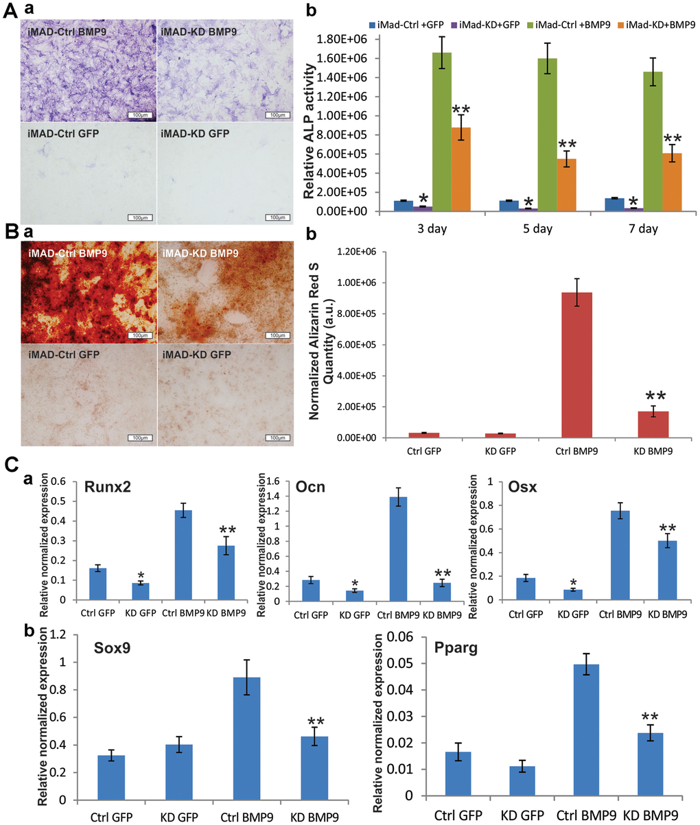 Silencing HOTAIR expression significantly diminishes BMP9-induced osteogenic differentiation of iMAD cells in vitro. (A) Silencing of HOTAIR impairs the endogenous and BMP9-induced activity of ALP in iMADs. Subconfluent iMAD-Ctrl and iMAD-KD cells were infected with Ad-GFP or Ad-BMP9. Qualitative histochemical staining (a) and quantitative bioluminescence assay (b) were done at days 3, 5, and 7 after infection. (B) HOTAIR knockdown significantly diminishes BMP9-induced mineral deposition of iMADs. Subconfluent iMAD-Ctrl and iMAD-KD cells were infected with Ad-GFP or Ad-BMP9 and cultured in mineralization medium for 12 days, and stained with alizarin red S (a). Alizarin red S quantification (b) was done using the ImageJ program. (C) Silencing of HOTAIR down-regulates the endogenous and BMP9-induced expression of osteogenic differentiation markers (a), and also diminishes BMP9-induced chondrogenic and adipogenic differentiation markers in iMADs (b). Subconfluent iMAD-Ctrl and iMAD-KD cells were infected with Ad-GFP or Ad-BMP9. Total RNA was isolated at 48 h and subjected to TqPCR analysis using gene-specific primers for mouse Runx2, Ocn, Osx, Sox9 and Ppar-γ. All assays were done in triplicate. Representative images are shown. “*” p 