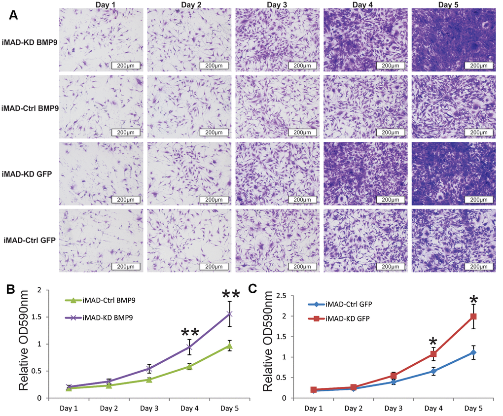 Silencing HOTAIR expression promotes the proliferative capability of iMAD cells. (A) Subconfluent iMAD-KD and iMAD-Ctrl were infected with Ad-BMP9 or Ad-GFP and fixed for Crystal violet staining at indicated time points. (B, C) The stained cells were dissolved and quantitatively determined at A590nm. Representative images are shown. “*” p 