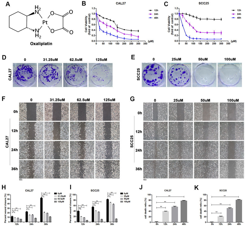 Oxaliplatin inhibited cell viability, migration and cloning formation of OSCC cells and induced cell death in vitro. (A) Chemical structure of oxaliplatin. (B, C) Cell viability of CAL27 and SCC25 cells treated with different concentrations of oxaliplatin for 12, 24, and 48 hours. (D, E) The colony formation assay of CAL27 and SCC25 cells treated with oxaliplatin for 10 days. (F–I) The wound healing detection of CAL27 and SCC25 cells treated with different concentrations of oxaliplatin for 12, 24, and 36 hours. (J, K) The cell death ratio based on LDH release assay of CAL27 and SCC25 cells treated with 125 μM and 100 μM oxaliplatin. * p