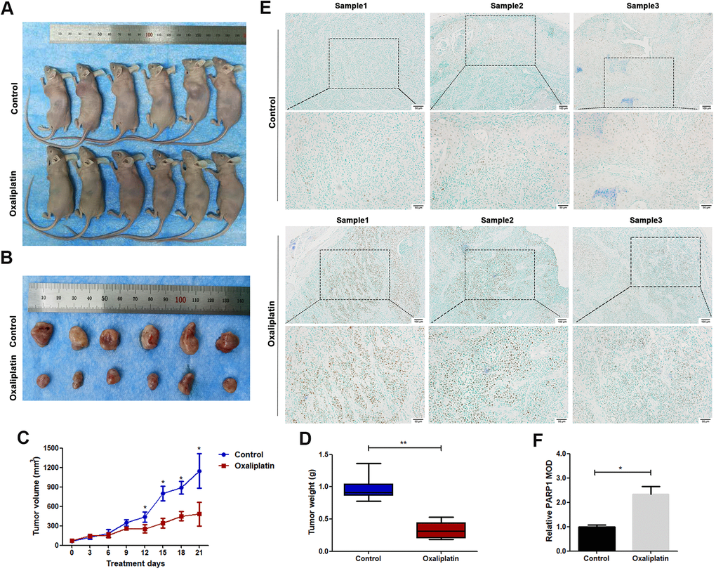 Oxaliplatin inhibited tumor growth of OSCC and caused upregulation of PARP1 in vivo. (A) The xenograft models using BALB/c mice are shown. (B) The tumors derived from BALB/c mice are shown. (C) The volumes of tumors during the 21 days of treatment. (D) The average weight of tumors after treatment with oxaliplatin or PBS for 21 days. (E) Representative images of PARP1immunohistochemical staining of xenografts in control and oxaliplatin treatment group. (F) Relative mean optical density (MOD) of PARP1 in control and oxaliplatin treatment group. * p