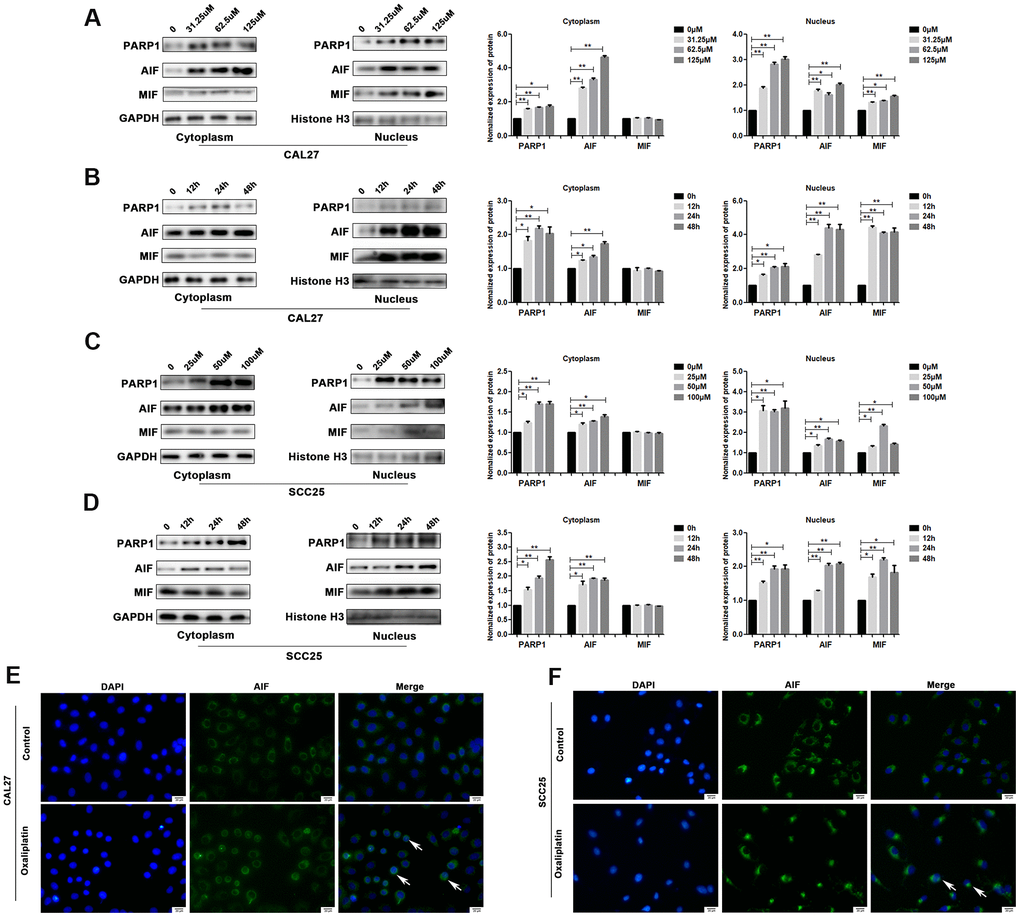 Oxaliplatin caused the upregulation of nuclear PARP1, AIF and MIF, and nuclear translocation of AIF in OSCC cells. (A) The protein levels of PARP1, AIF, and MIF in the nucleus and cytoplasm of CAL27 cells treated with 0, 31.25, 62.5, and 125 μM oxaliplatin for 48 hours. (B) The protein level of PARP1, AIF, and MIF in the nucleus and cytoplasm of CAL27 cells treated with 125 μM oxaliplatin for 0, 12, 24, and 48 hours. (C) The protein levels of PARP1, AIF and MIF in the nucleus and cytoplasm of SCC25 cells treated with 0, 25, 50, and 100 μM oxaliplatin for 48 hours. (D) The protein levels of PARP1, AIF, and MIF in the nucleus and cytoplasm of SCC25 cells treated with 100 μM oxaliplatin for 0, 12, 24, and 48 hours. (E, F) Representative images of AIF immunofluorescence staining in CAL27 and SCC25 cells treated with oxaliplatin. Arrows indicates typical cells with AIF nuclear translocation. * p