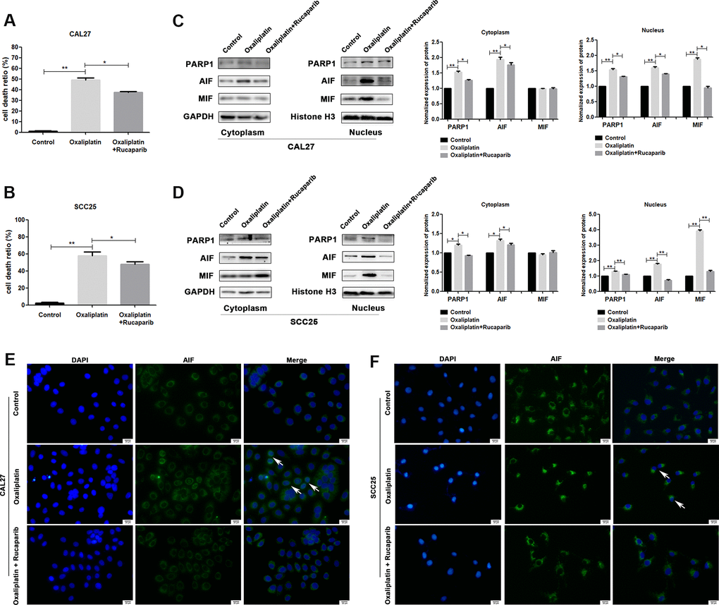 PARP1 inhibitor rucaparib reversed oxaliplatin-induced parthanatos in OSCC cells. CAL27 and SCC25 cells were treated with or without oxaliplatin or oxaliplatin plus rucaparib. (A, B) The cell death ratio based on LDH release assay of CAL27 and SCC25 cells. (C, D) The protein levels of PARP1, AIF and MIF in the nucleus and cytoplasm of CAL27 cells. (E, F) Representative images of AIF immunofluorescence staining in CAL27 and SCC25 cells. Arrows indicates typical cells with AIF nuclear translocation. * p
