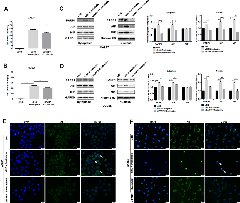 siRNA against PARP1 reversed oxaliplatin-induced parthanatos in OSCC cells. CAL27 and SCC25 cells were transfected with siRNA against PARP1 (siPARP1) or non-targeting siRNA (siNC), and they were further treated with or without oxaliplatin. (A, B) The cell death ratio based on LDH release assay of CAL27 and SCC25 cells. (C, D) The protein level of PARP1, AIF and MIF in the nucleus and cytoplasm of CAL27 cells. (E, F) Representative images of AIF immunofluorescence staining in CAL27 and SCC25 cells. Arrows indicates typical cells with AIF nuclear translocation. * p