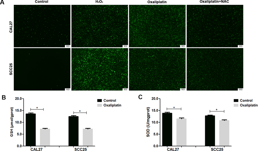 Oxaliplatin caused ROS overproduction and oxidative stress in OSCC cells. (A) Representative images of ROS fluorescence in CAL27 and SCC25 cells treated with H2O2, oxaliplatin, or oxaliplatin plus antioxidant NAC. (B) The SOD activity in CAL27 and SCC25 cells treated with or without oxaliplatin. (C) The GSH concentration in CAL27 and SCC25 cells treated with or without oxaliplatin. * p