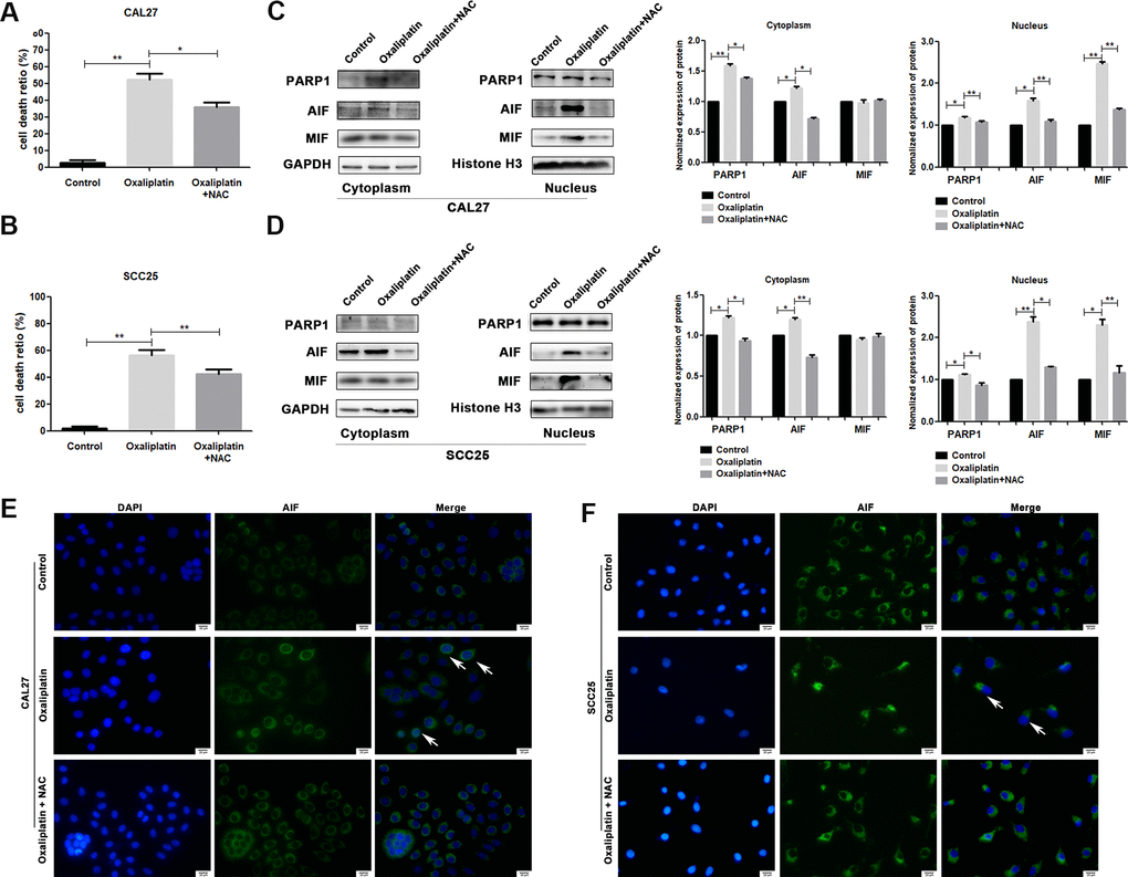 NAC reversed oxaliplatin-induced parthanatos in OSCC cells. CAL27 and SCC25 cells were pretreated with or without antioxidant NAC for 1 hour, and then they were treated with oxaliplatin. (A, B) The cell death ratio based on LDH release assay of CAL27 and SCC25 cells. (C, D) The protein levels of PARP1, AIF and MIF in the nucleus and cytoplasm of CAL27 cells. (E, F) Representative images of AIF immunofluorescence staining in CAL27 and SCC25 cells. Arrows indicates typical cells with AIF nuclear translocation. * p