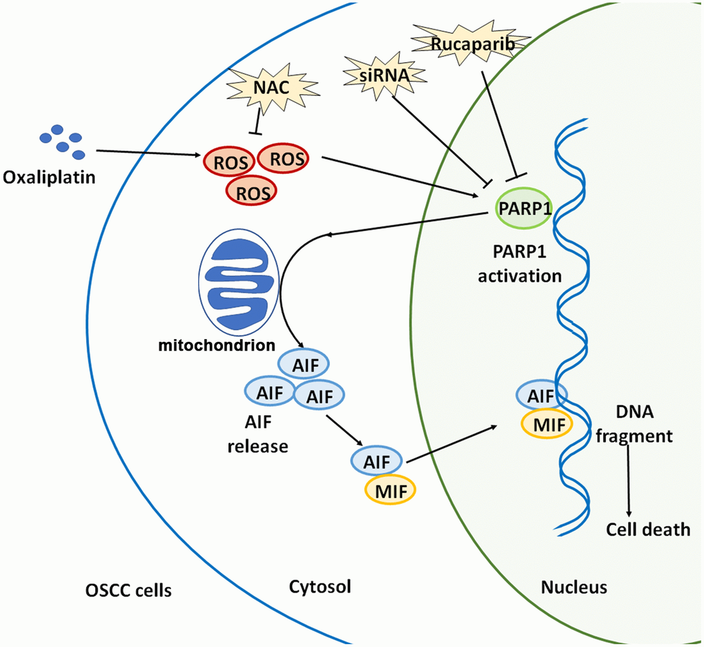 Schematic illustration of how oxaliplatin induces the PARP1-mediated parthanatos in OSCC cells by increasing the production of ROS. Oxaliplatin induces the overproduction of ROS and then activates PARP1, which further induces mitochondrial depolarization and AIF release and promotes the nuclear translocation of AIF and MIF, finally inducing cell death (parthanatos).