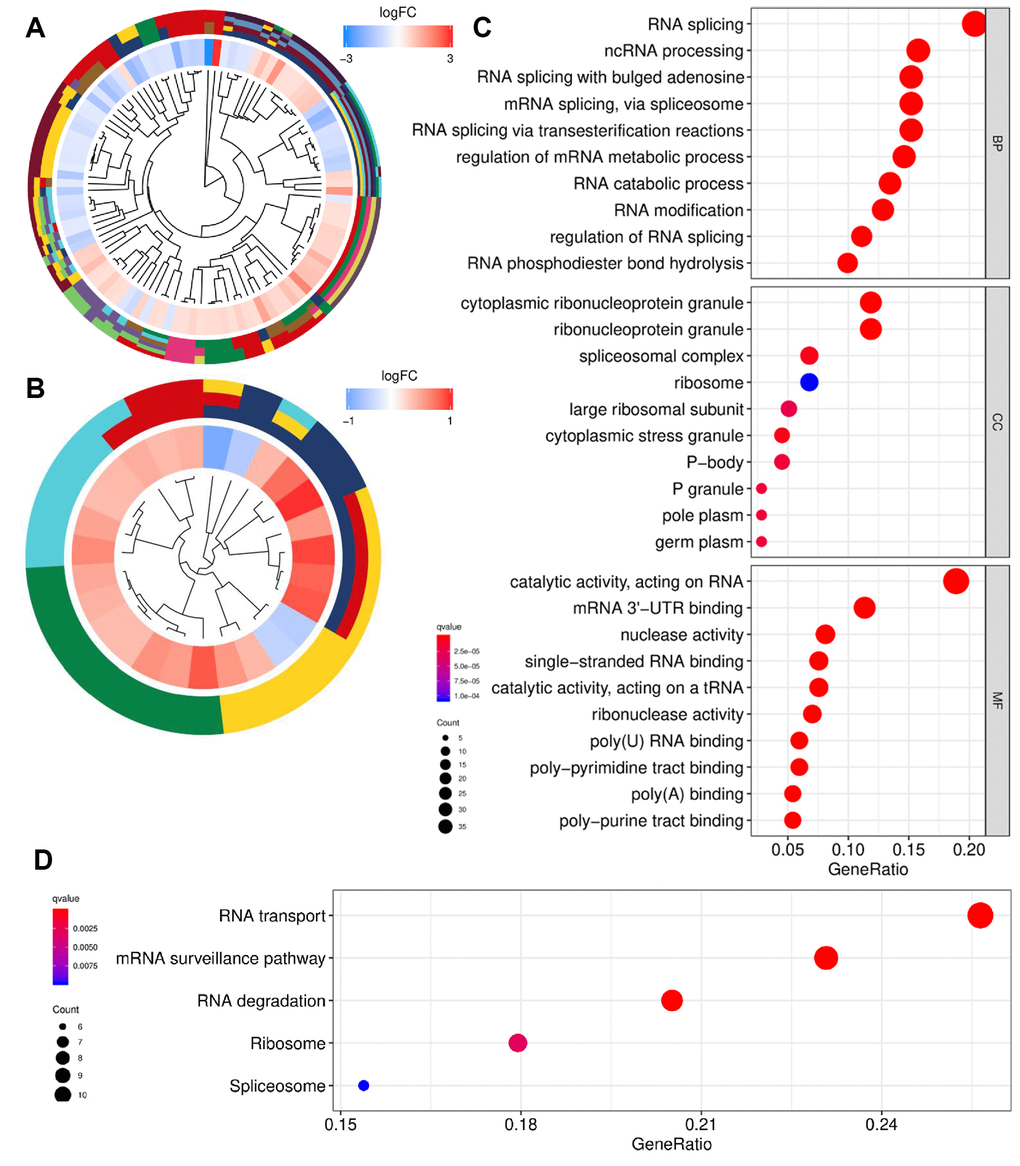 Functional enrichment analysis of differentially expressed RBPs. (A) GO cluster. (B) KEGG cluster. (C) GO analysis of representative RBPs including BP, CC and MF. (D) KEGG analysis of representative RBPs. For (A and B), the innermost part shows the hierarchical clustering of the RBPs. The middle part represents the expression profiles of RBPs, in which the color layout from blue to red indicates the expression level of RBPs from down-regulation to up-regulation. And the outermost part represents the GO terms (A) and KEGG pathways (B) associated with RBPs. The y-axis shows enriched GO terms. RBPs: RNA-binding proteins; GO: Gene Ontology; KEGG: Kyoto Encyclopedia of Genes and Genomes; BP: biological process; CC: cellular component; MF: molecular function.