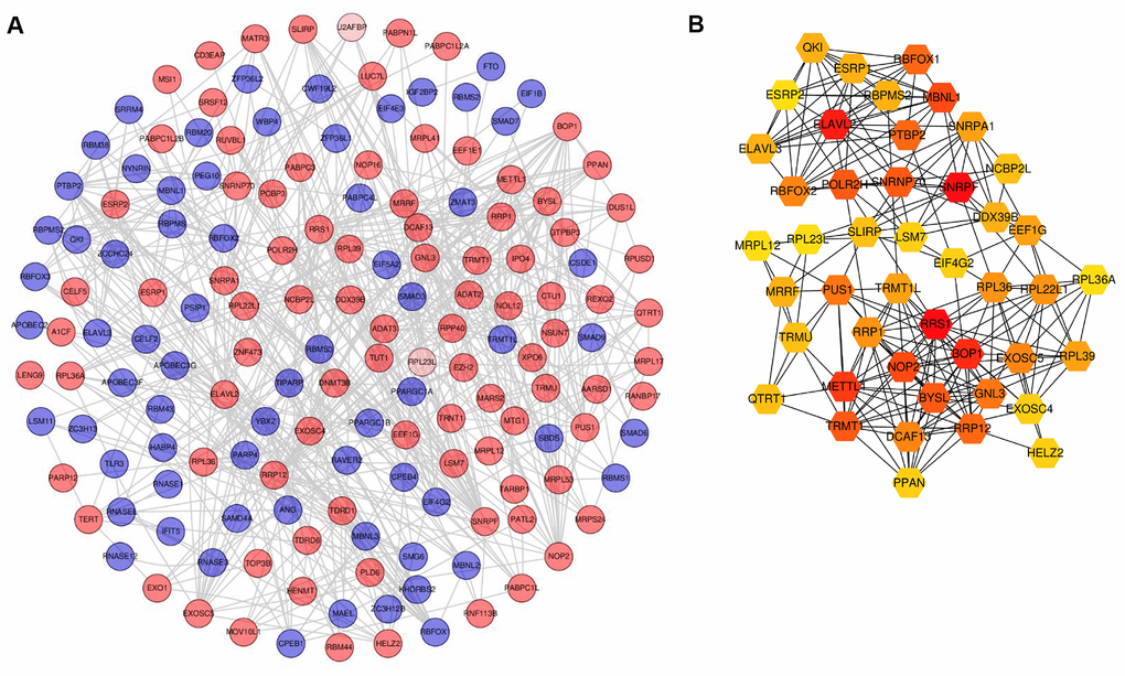 Screening of differentially expressed RBPs based on PPI network. (A) PPI network of differentially expressed RBPs. (B) Gene module based on cytocubba. For A, red circles represent up-regulated RBPs and green circles for down-regulated RBPs. For B, the color layout varying from yellow to red indicates increasing significance of RBPs based on cytocubba. RBPs: RNA-binding proteins; PPI: protein-protein interaction.