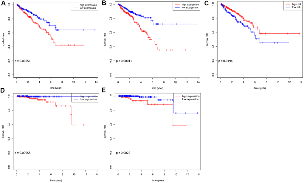 The survival curves of hub prognostic RBPs. Prognosis analysis in training and validation datasets. Association between expression of SNRPA1 (A), DDX29B (B), ESRP2 (C) and DFS in TCGA. Association between expression of SNRPA1 (D), DDX29B (E) and OS in TCGA. RBPs: RNA-binding proteins; DFS: disease-free survival; OS: overall survival; TCGA: The Cancer Genome Atlas.