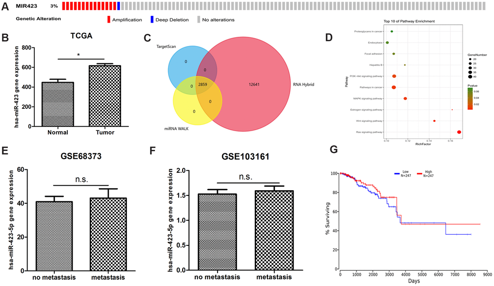 The bioinformatics discovery of breast cancer non-coding RNA biomarkers. (A) The abnormal amplification of hsa-miR-423-5p is shown from the cbioportal analysis. (B) hsa-miR-423-5p is significantly expressed in the TCGA RNA sequencing datasets. (C) A total of 2859 high confidential hsa-miR-423-5p target lncRNAs are found. (D) hsa-miR-423-5p target mRNAs enriched in a number of in cancer-relevant pathways indicate that hsa-miR-423-5p plays a pivotal role in the communication of cancer signaling. (E, F) Two independent microarray data show that hsa-miR-423-5p is not abnormally expressed in breast cancer metastatic tissue compared to the primary tumor, suggesting that hsa-miR-423-5p does not maintain its regulatory role in the advanced stage of breast cancer. (G) Online survival analysis shows that abnormal hsa-miR-423-5p expression is not associated with breast cancer survival.