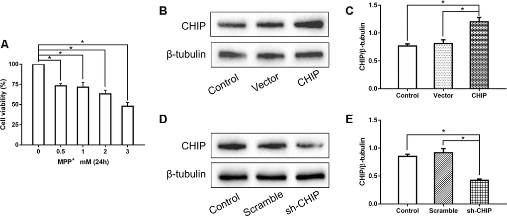 Concentration screening of MPP+ and verification of CHIP plasmid and shRNA. (A) SH-SY5Y cells were treated with different concentrations of MPP+ to determine the optimum concentration. (B, C) Western blotting showed CHIP increased significantly after transfection with CHIP plasmid. (D, E) The expression of CHIP decreased under the action of shRNA. *P